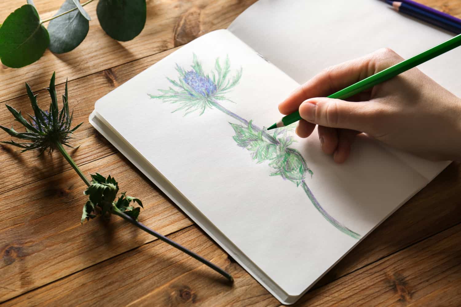 Female hand drawing plant in sketchbook on wooden background